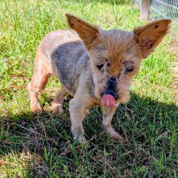 Yorkshire Terrier Dogs Available for Adoption - Lulu Boo | PetCurious