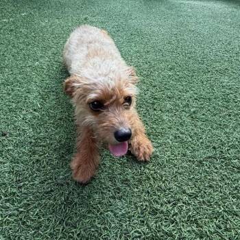 Lucy 4567 -  Miniature Poodle Dog Available for Adoption in Loxahatchee Groves, Florida - Lucy 4567 | PetCurious