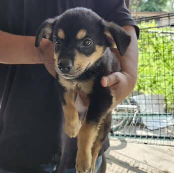 HAPPI -  Terrier Dog for Adoption in San Antonio, Texas - HAPPI | PetCurious