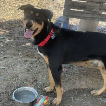 Duke -  Doberman Pinscher and Mixed Breed Dog for Adoption in Riverside, California - Duke | PetCurious