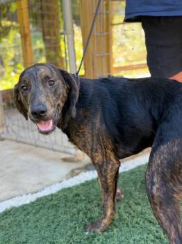 Wilson -  Labrador Retriever and Plott Hound Dog for Adoption in Lovingston, Virginia - Wilson | PetCurious