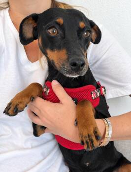 Lua - The Little Lover Girl -  Miniature Pinscher and Dachshund Dog for Adoption in Carolina, Carolina - Lua - The Little Lover Girl | PetCurious