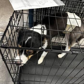 Syrax -  Mixed Breed Dog for Adoption in Philadelphia, Pennsylvania - Syrax | PetCurious