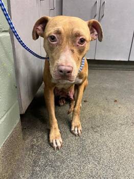 Mixed Breed Dogs Available for Adoption in Jacksonville, Florida - DAFFODIL | PetCurious
