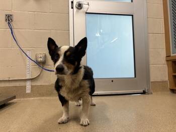RANGER -  Cardigan Welsh Corgi and Mixed Breed Dog for Adoption in Grand Prairie, Texas - RANGER | PetCurious