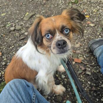 Beethoven -  Puggle Dog for Adoption in Saint Marys, Pennsylvania - Beethoven | PetCurious
