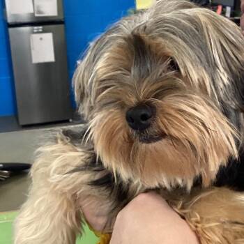Augie -  Yorkshire Terrier Dog for Adoption in Montgomery, Alabama - Augie | PetCurious