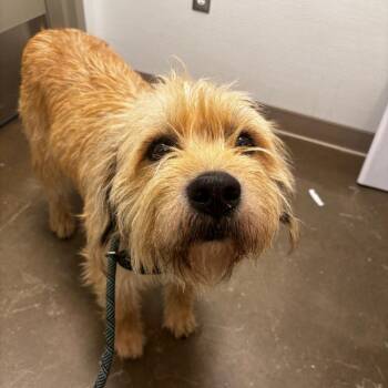 Jasper -  Wirehaired Pointing Griffon and Mixed Breed Dog for Adoption in Tulsa, Oklahoma - Jasper | PetCurious