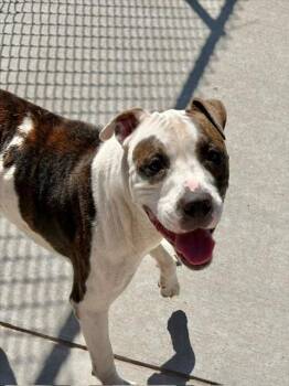 PARKER -  Pit Bull Terrier and Mixed Breed Dog for Adoption in Tulsa, Oklahoma - PARKER | PetCurious