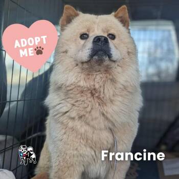 Rescue Chow Chow Dogs for Adoption in Houston, Texas - Francine | PetCurious