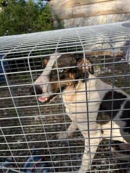 Rescue Mixed Breed Dogs for Adoption in Palmetto, Florida - CEDAR | PetCurious