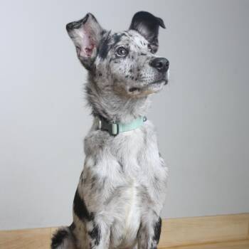 Poseidon D70085 -  Catahoula Leopard Dog Dog for Adoption in Minnetonka, Minnesota - Poseidon D70085 | PetCurious