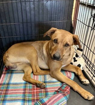 Rescue Mountain Cur Dogs for Adoption in Crossville, Tennessee - FLAPJACK | PetCurious