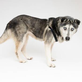 Marley 14495 -  Siberian Husky Dog for Adoption in San Francisco, California - Marley 14495 | PetCurious