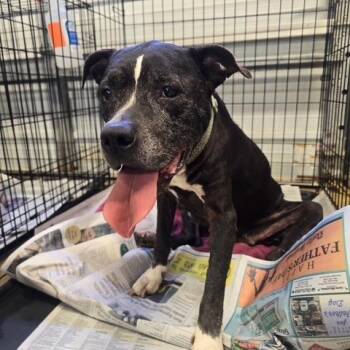 Avon 061706U -  Boxer and Mixed Breed Dog for Adoption in Tupelo, Mississippi - Avon 061706U | PetCurious