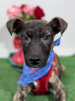 Whippet and Mountain Cur Dogs Available for Adoption - Phineas | PetCurious