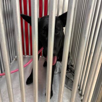 Shepherd and Mixed Breed Dogs Available for Adoption in League City, Texas - Hera | PetCurious