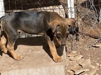 Rescue Lancashire Heeler and Dachshund Dogs for Adoption in Chinle, Arizona - Francis | PetCurious