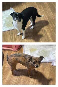 Rescue Chihuahua Dogs for Adoption in Westerville, Ohio - Lily & Daizy | PetCurious