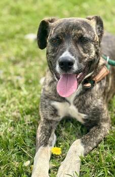 Mixed Breed Dogs Available for Adoption - Macy Mae | PetCurious