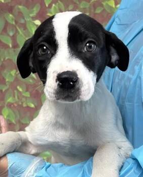 Labrador Retriever and Mixed Breed Dogs Available for Adoption in San Antonio, Texas - Renata | PetCurious