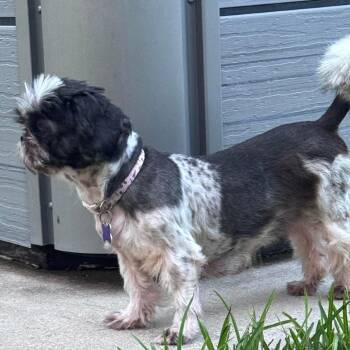 Fiona -  Shih Tzu Dog for Adoption in Gulfport, Mississippi - Fiona | PetCurious