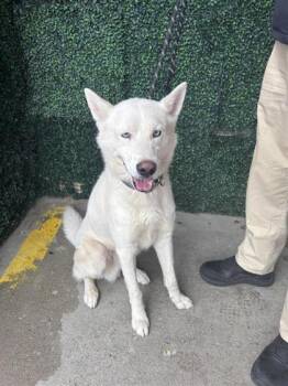 Siberian Husky and Mixed Breed Dogs Available for Adoption in El Paso, Texas - SNOWFLAKE | PetCurious