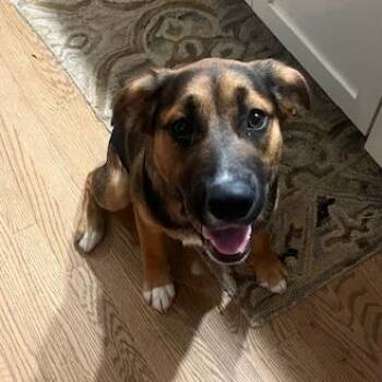 Walter -  Shepherd Dog for Adoption in Harrisonburg, Virginia - Walter | PetCurious