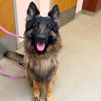 German Shepherd Dog Dogs Available for Adoption in Columbus, Georgia - Ben | PetCurious