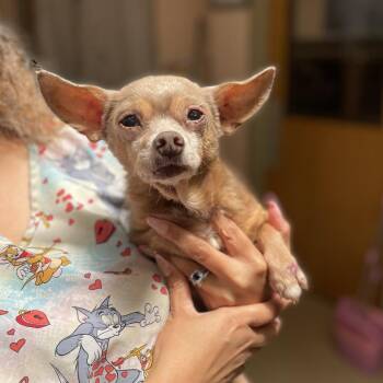 Chihuahua Dogs Available for Adoption in Columbus, Georgia - Gizmo | PetCurious