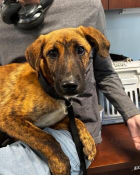 Pooh Bear -  Shepherd Dog Available for Adoption in Gautier, Mississippi - Pooh Bear | PetCurious