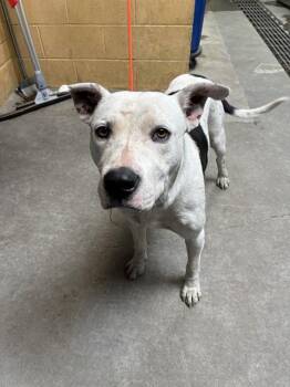 BOOM -  Pit Bull Terrier Dog for Adoption in Stockton, California - BOOM | PetCurious