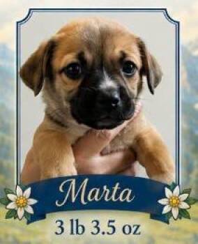 Marta -  Dachshund Dog for Adoption in Mesa, Arizona - Marta | PetCurious
