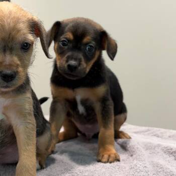 Vernon 22715 -  Wirehaired Terrier and Beagle Dog for Adoption in Cumming, Georgia - Vernon 22715 | PetCurious