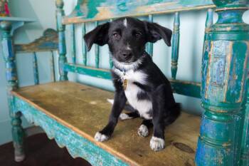 Orchid -  Border Collie and Australian Shepherd Dog for Adoption in San Antonio, Texas - Orchid | PetCurious