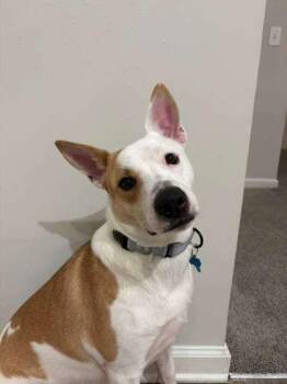 Mixed Breed Dogs Available for Adoption - Opie | PetCurious