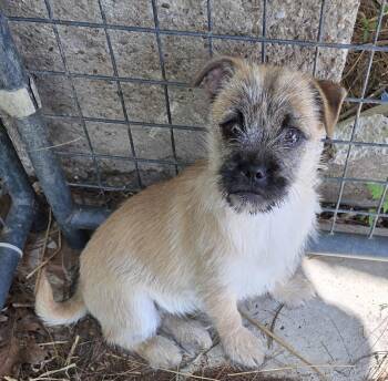 Pug and Cairn Terrier Dogs Available for Adoption in Woodsfield, Ohio - MAPLE | PetCurious
