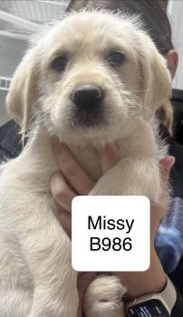 Golden Retriever Dogs Available for Adoption in Morganton, North Carolina - Missy | PetCurious