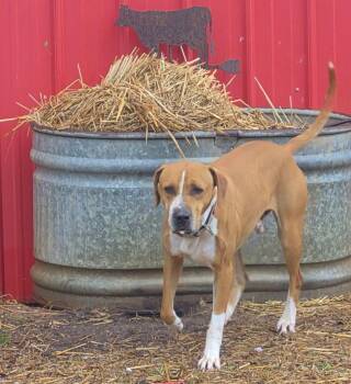 Copper -  Mixed Breed Dog for Adoption in Taycheedah, Wisconsin - Copper | PetCurious