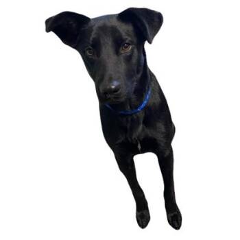 Bess -  Labrador Retriever Dog for Adoption in Red Bluff, California - Bess | PetCurious