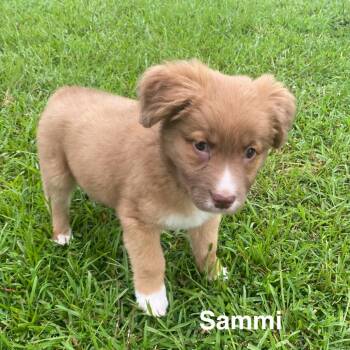 Sammi (Benefactor Puppy) -  Australian Shepherd Dog for Adoption in New Orleans, Louisiana - Sammi (Benefactor Puppy) | PetCurious