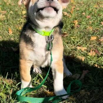 Pugsley -  Beagle and Shar Pei Dog for Adoption in Christiansburg, Virginia - Pugsley | PetCurious