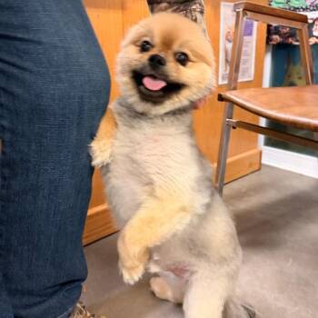 Pomeranian Dogs Available for Adoption in Park Falls, Wisconsin - Wally | PetCurious