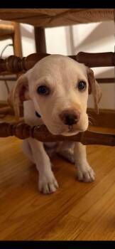Tiny -  Labrador Retriever and Chihuahua Dog for Adoption in Griswold, Connecticut - Tiny | PetCurious