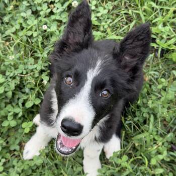 Bresson -  Border Collie Dog for Adoption in Culpeper, Virginia - Bresson | PetCurious