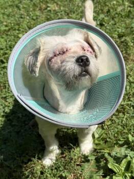 Frosty Donut - Local Special Boy -  Shih Tzu and Yorkie Poo Dog for Adoption in Andover, Massachusetts - Frosty Donut - Local Special Boy | PetCurious