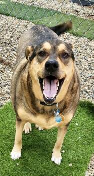 Roxy -  German Shepherd Dog Dog for Adoption in Cleveland, Ohio - Roxy | PetCurious