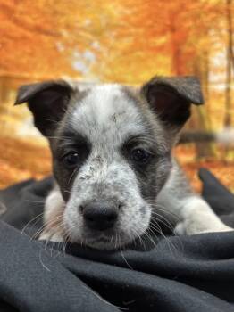 Rescue Shepherd and Mixed Breed Dogs for Adoption in San Antonio, Texas - Stuart | PetCurious