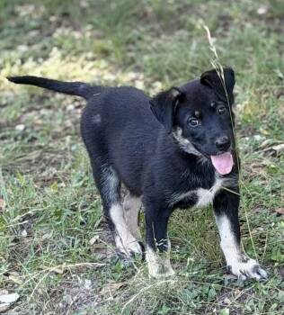 Kim -  German Shepherd Dog and Australian Shepherd Dog for Adoption in Boerne, Texas - Kim | PetCurious