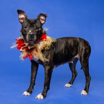 Yanga -  Pit Bull Terrier and Mixed Breed Dog for Adoption in Atlanta, Georgia - Yanga | PetCurious